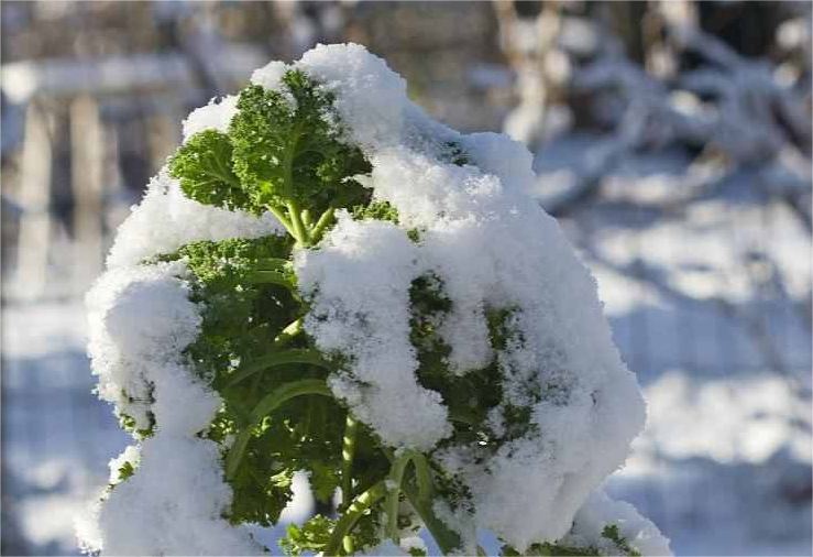 尚干閩菜課堂十四期｜大雪時節(jié)冬漸濃，何不來道雪里紅？