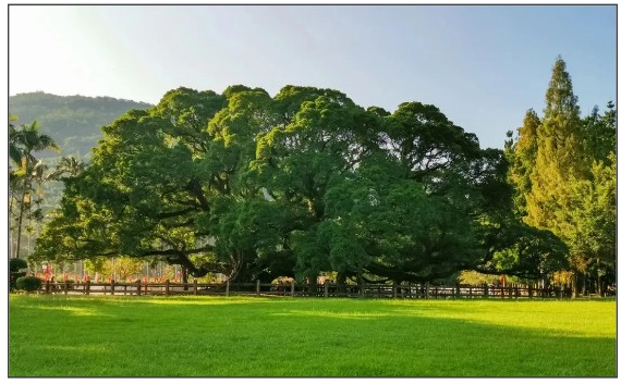 閩都文化一期丨誰說獨(dú)木不成林？